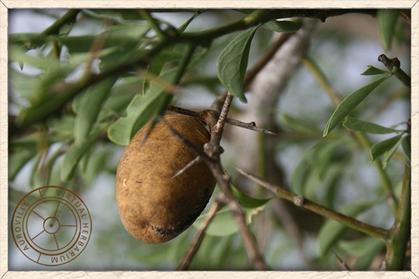 Balanites roxburghii ripe fruit
