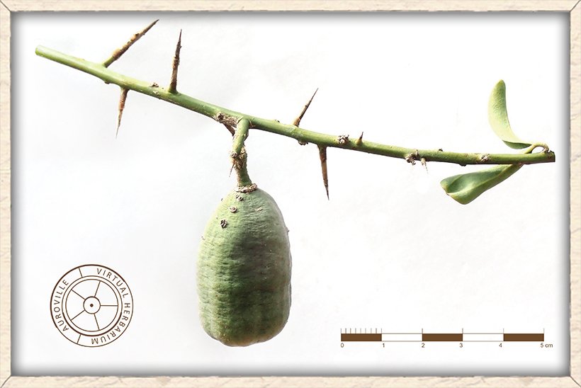 Balanites roxburghii green fruit