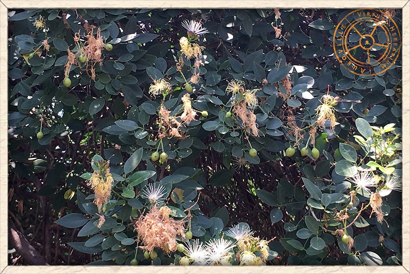 Maerua apetala young green fruits with fallen flowers
