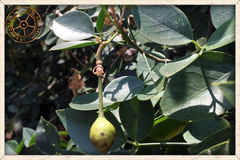 Maerua apetala young immature fruit