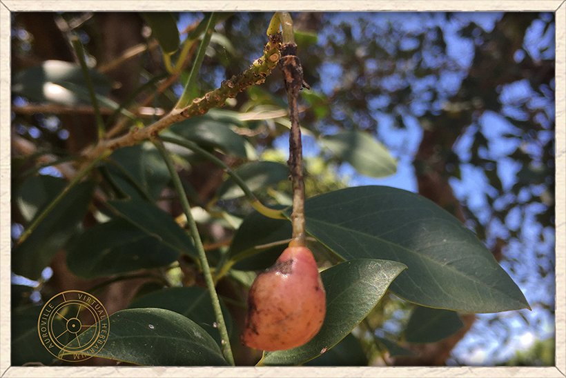 Maerua apetala immature fruit turning red