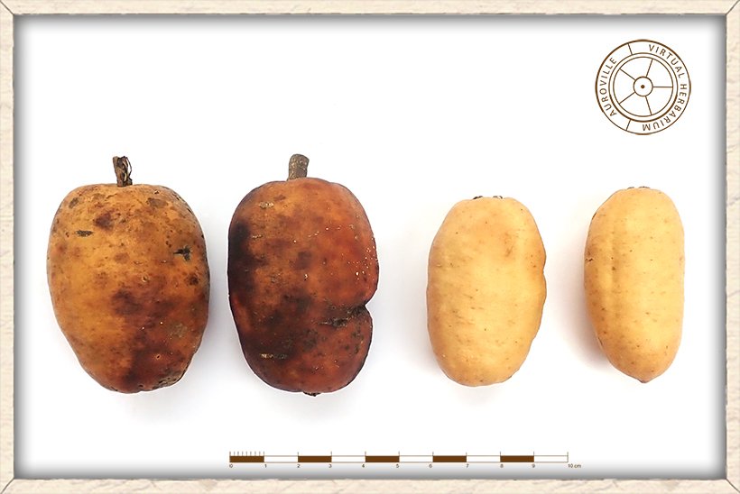 Balanites roxburghii ripe fruits