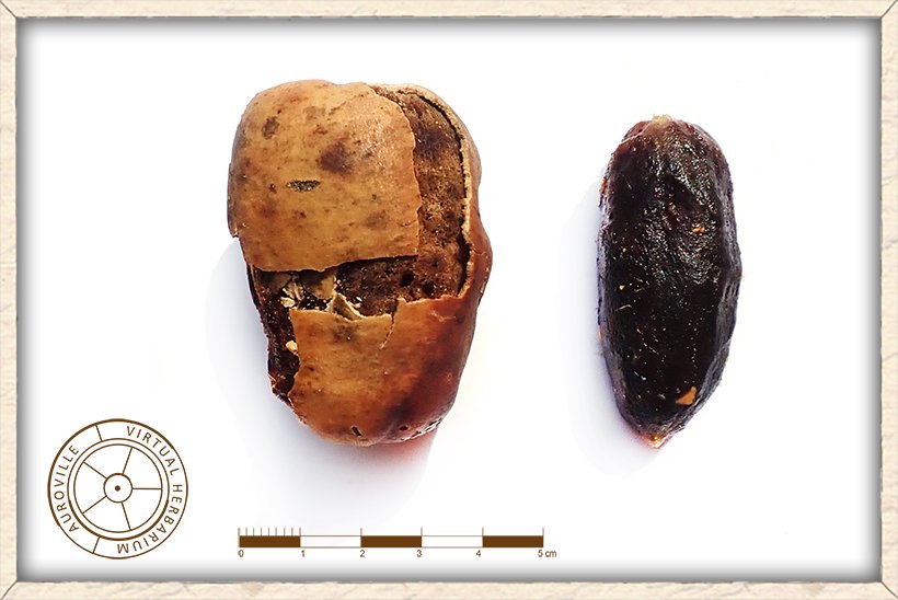 Balanites roxburghii ripe fruit cracked open showing its fleshy pulp