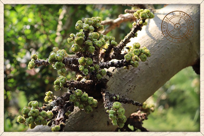 Ficus hispida clusters of figs on the trunk