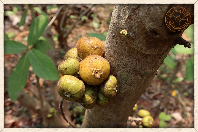 Ficus hispida clusters of figs showing the ostioles for the fig wasp to enter and pollinate them