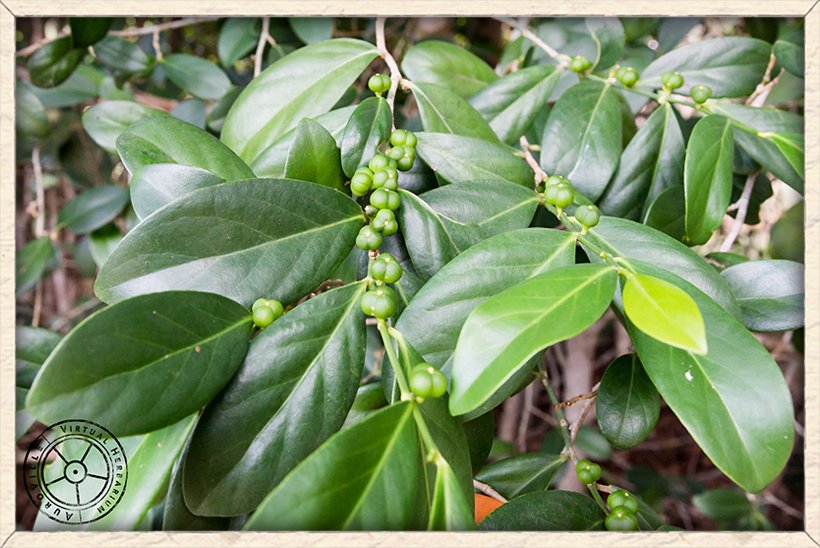 Suregada lanceolata immature green fruit on the tree