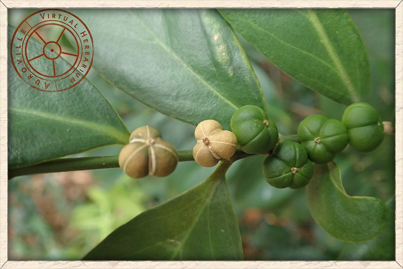 Suregada lanceolata mature fruits (yellow-brown) and immature (green)