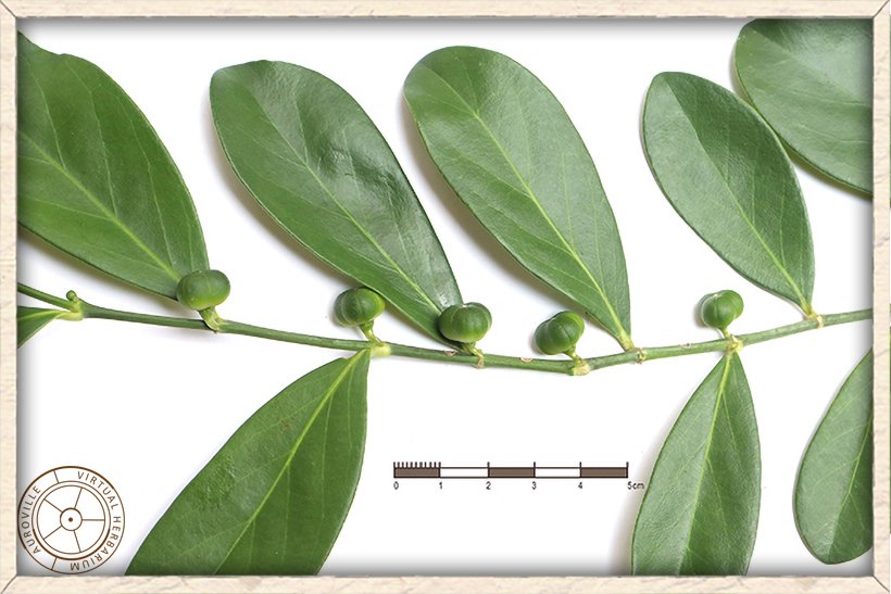 Suregada lanceolata immature fruits on stem