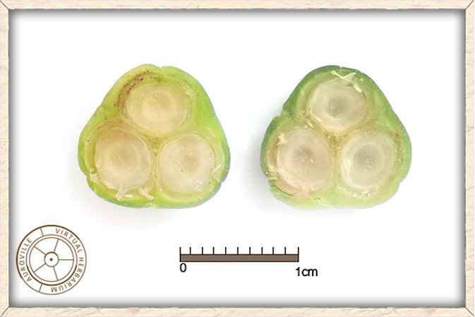Suregada lanceolata immature fruit cut in half showing 3 unripe seeds