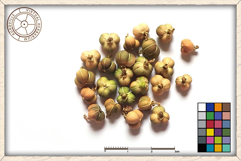 Suregada lanceolata mature fruits, yellow-brown in colour