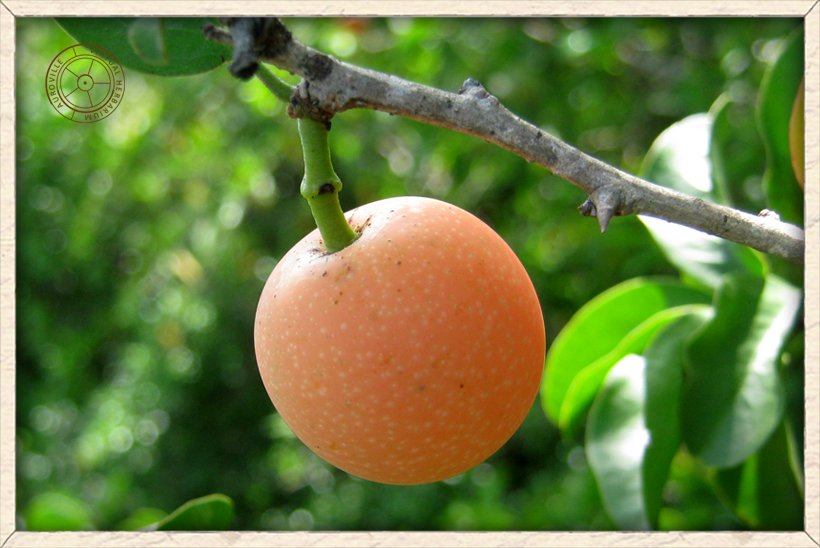 Ximenia americana smooth globose drupe red-orange with white dots