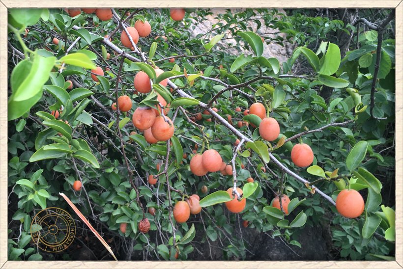 Ximenia americana fruiting shrub at its maturity