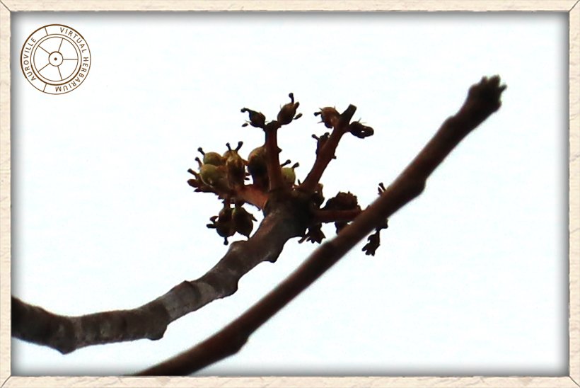 Boswellia serrata flowers transforming into fruits