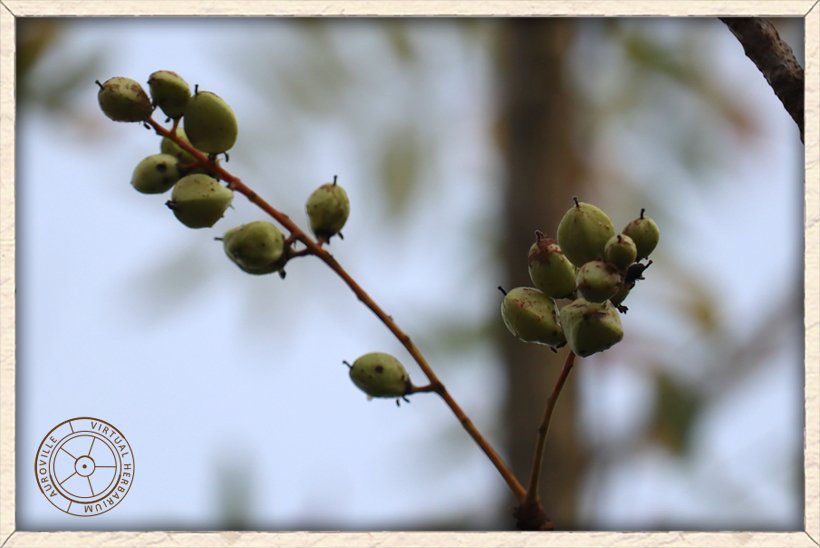 Boswellia serrata unripe trigonous drupes arranged in terminal racemes