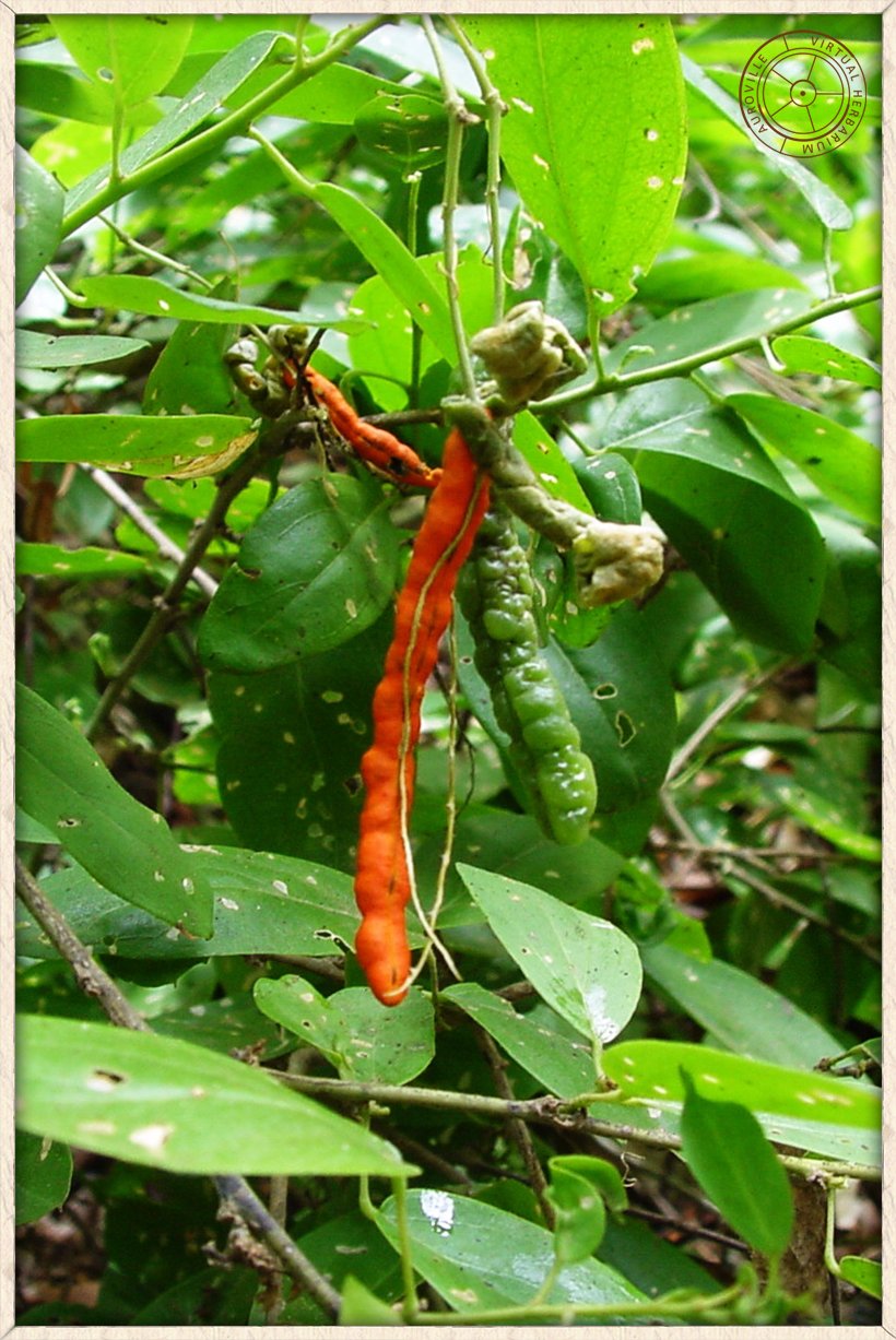 Cadaba fruticosa cylindric and moniliform ripe fruit