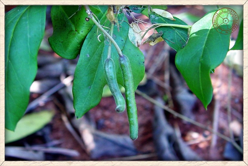 Cadaba fruticosa unripe green fruits