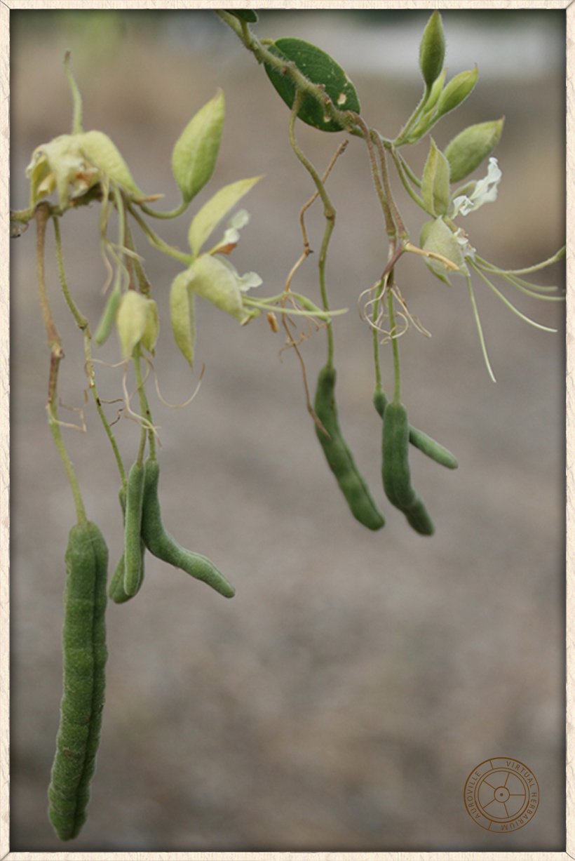 Cadaba fruticosa unripe leathery green fruits