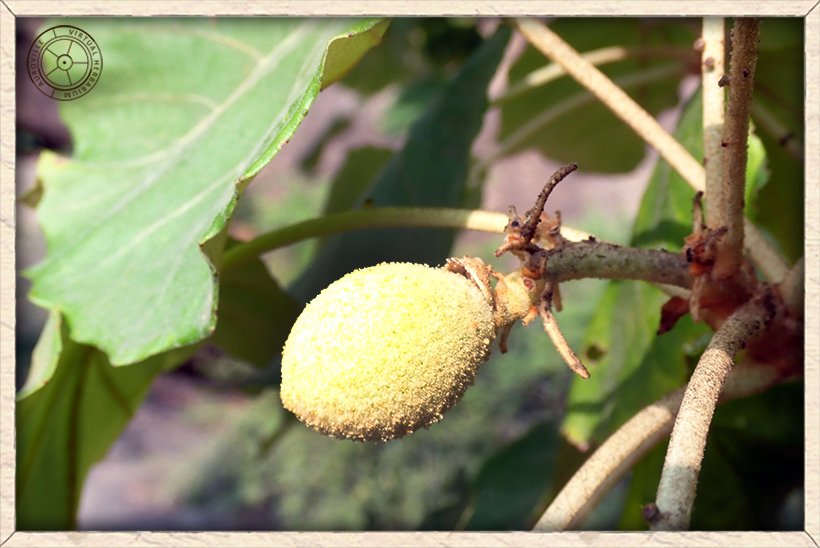 Givotia moluccana unripe fruit
