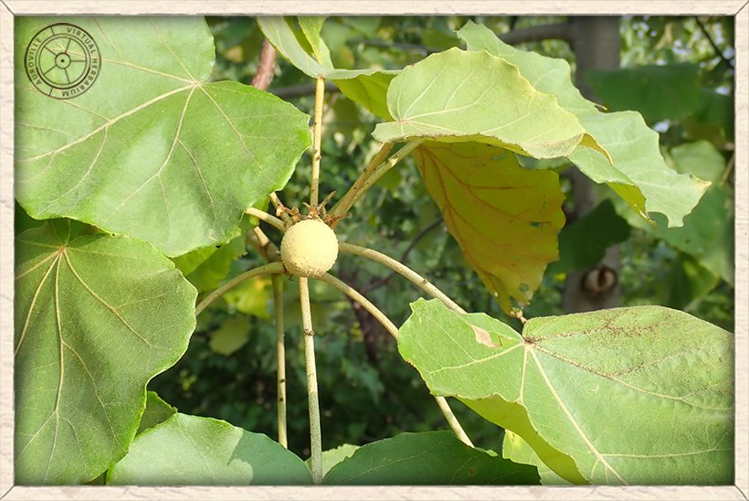 Givotia moluccana fruit