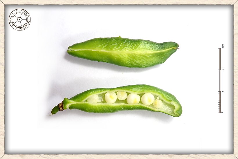 Gloriosa superba unripe capsule dissected in length to show the immature seeds