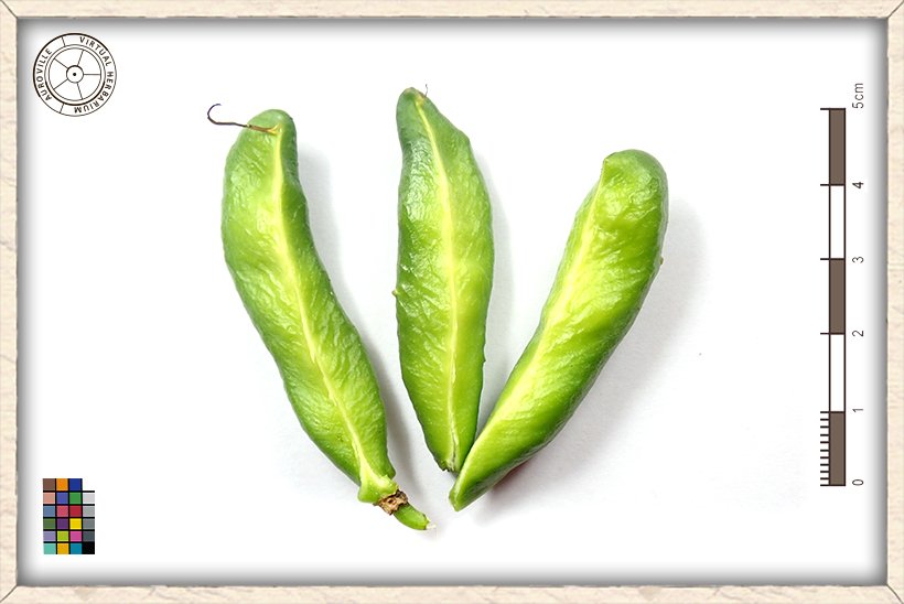 Gloriosa superba 3-celled capsule, manually detached