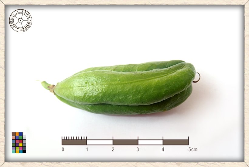 Gloriosa superba unripe capsule