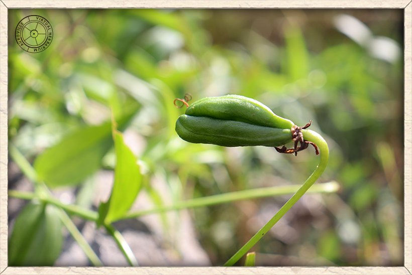 Gloriosa superba unripe capsule