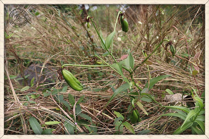 Gloriosa superba fruits