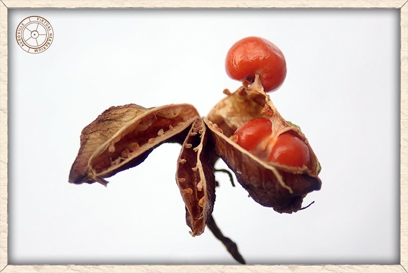 Gloriosa superba mature fruit, split open to show red seeds