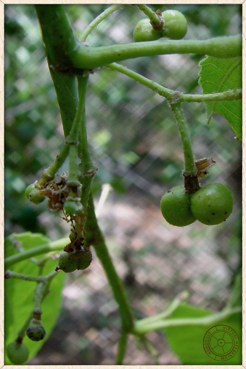 Grewia tiliifolia unripe 2-lobed drupes