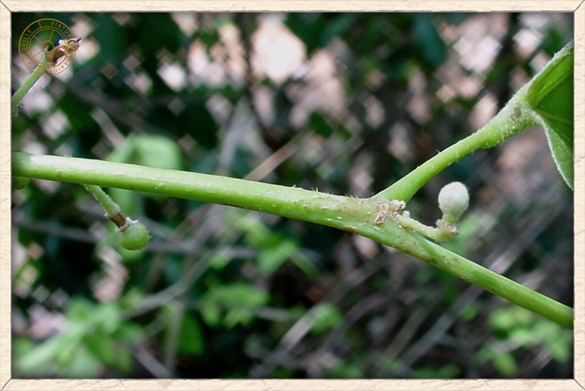 Grewia tiliifolia immature fruits on stem