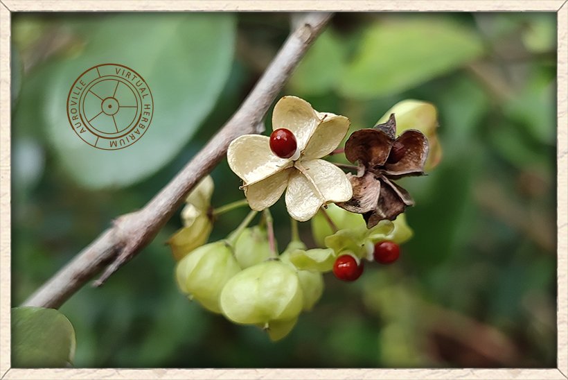Gymnosporia emarginata open capsule and red seeds