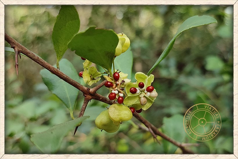 Gymnosporia emarginata fruits and seeds