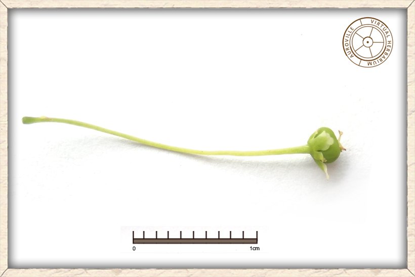 Phyllanthus pinnatus immature fruit on long stalk