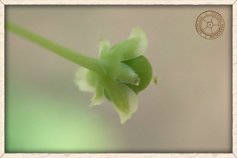 Phyllanthus pinnatus immature fruit