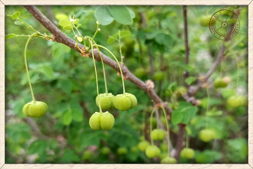 Phyllanthus pinnatus unripe fruits
