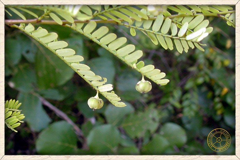 Phyllanthus racemosus unripe capsule, resembling a small gooseberry