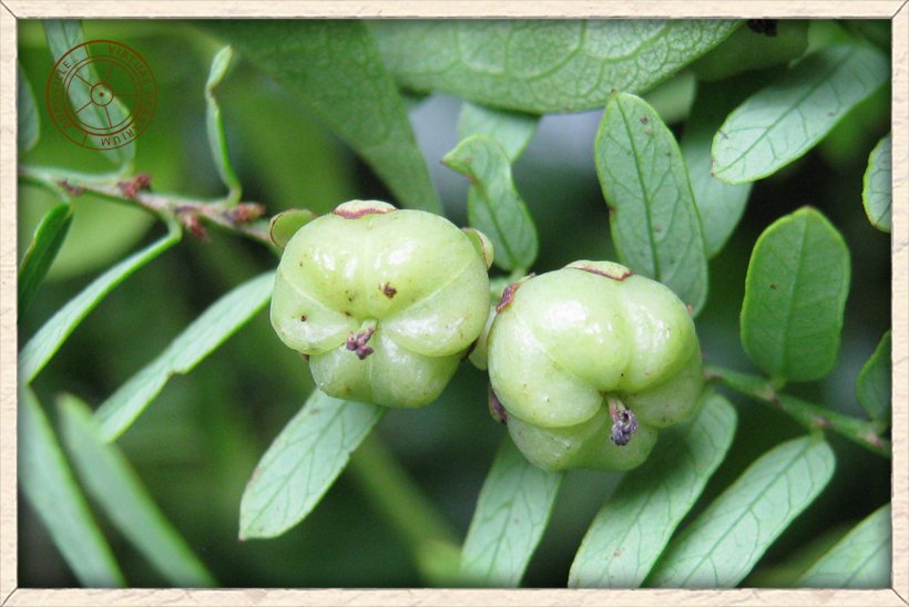 Phyllanthus racemosus green fruits