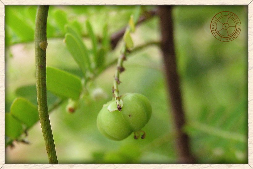 Phyllanthus racemosus unripe fruit