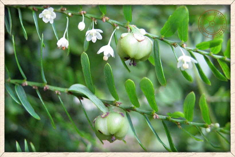 Phyllanthus racemosus fruits and flowers