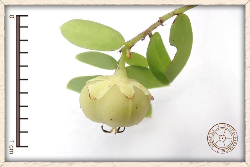 Phyllanthus racemosus green unripe fruit