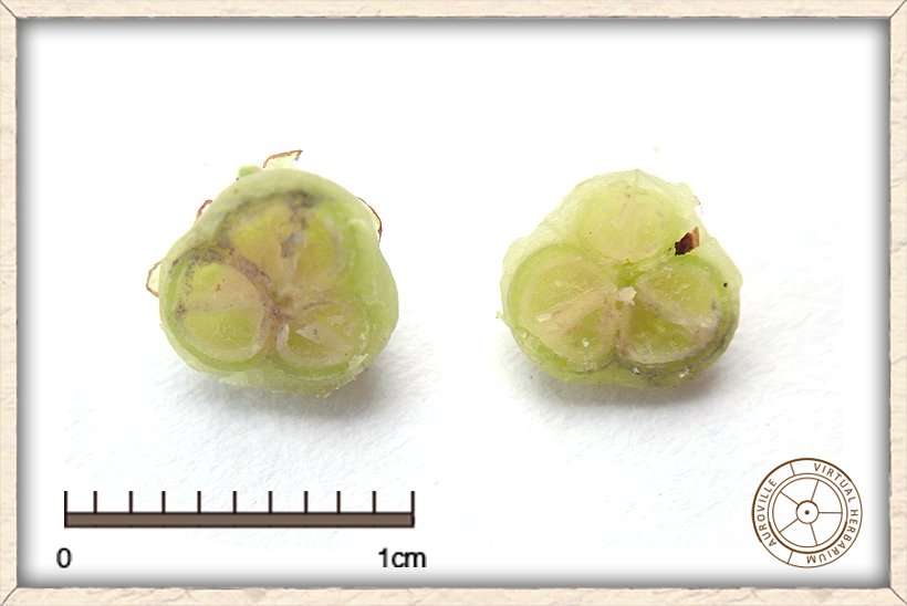 Phyllanthus racemosus unripe 3-valved fruit dissected in half