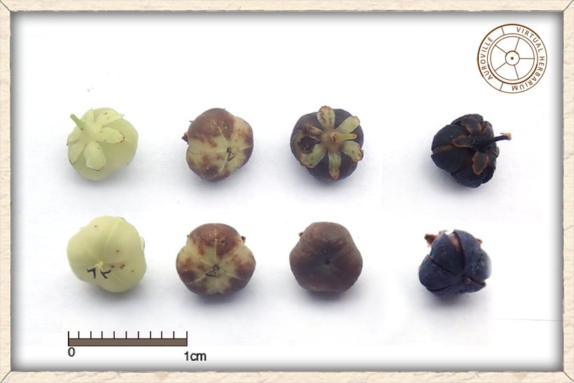 Phyllanthus racemosus at several states of maturity: from unripe (left side) to ripe and dry (right side)