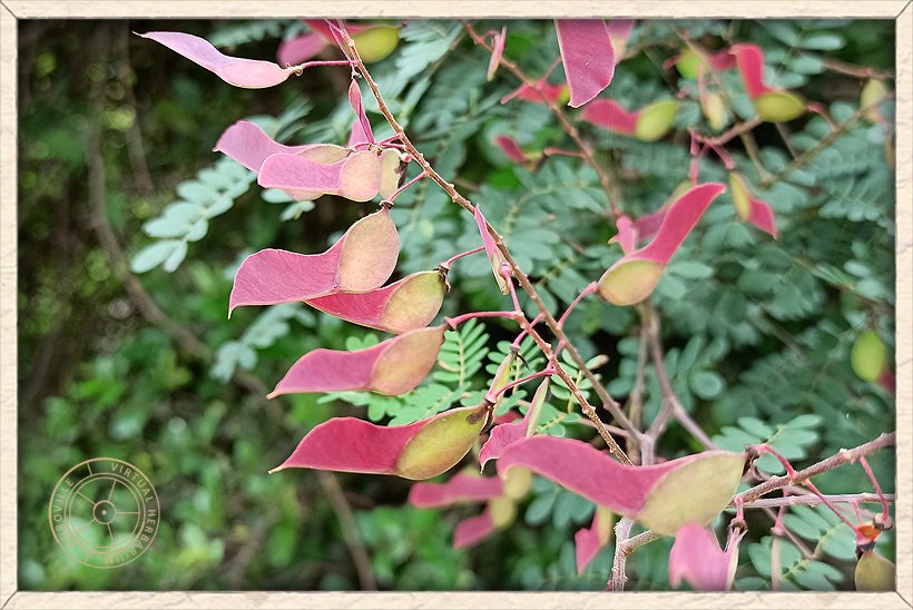 Pterolobium hexapetalum red unripe fruits