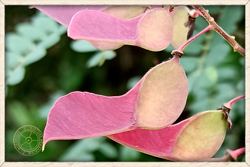 Pterolobium hexapetalum samara