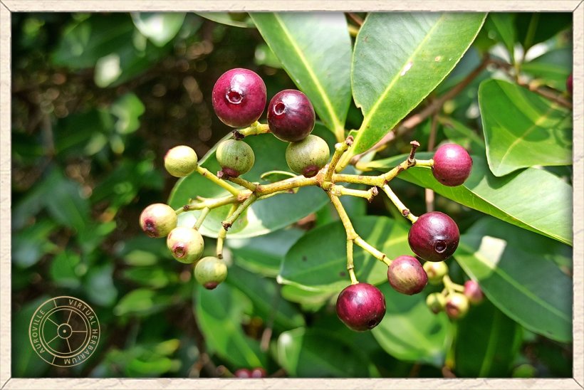 Syzygium caryophyllatum globose berries