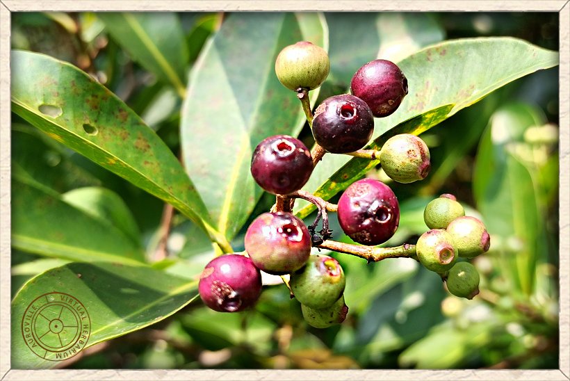 Syzygium caryophyllatum fruits
