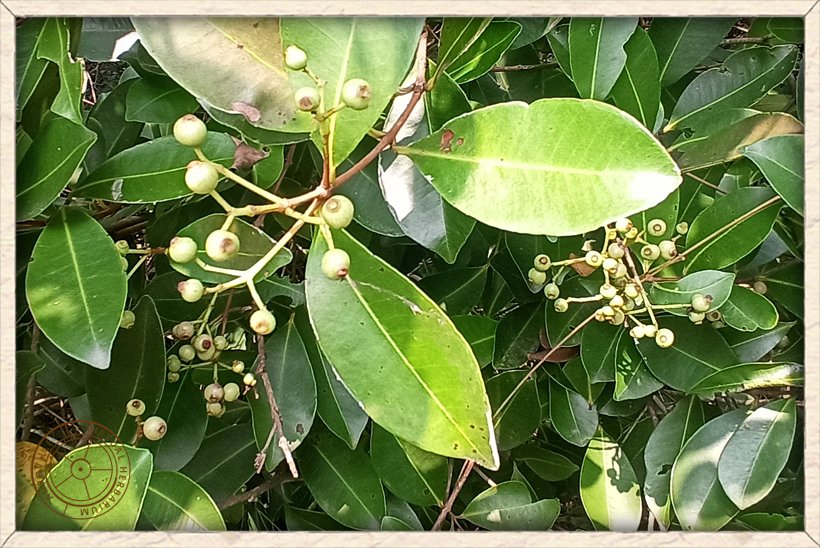 Syzygium caryophyllatum unripe young fruits