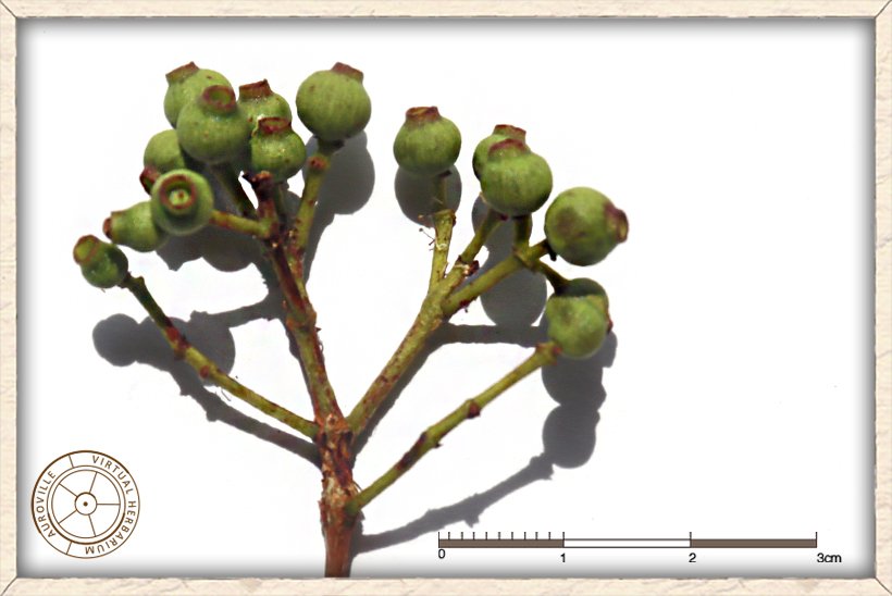 Syzygium caryophyllatum unripe young fruits