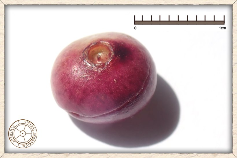 Syzygium caryophyllatum globose berry